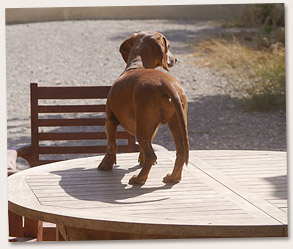 Hund auf Tisch