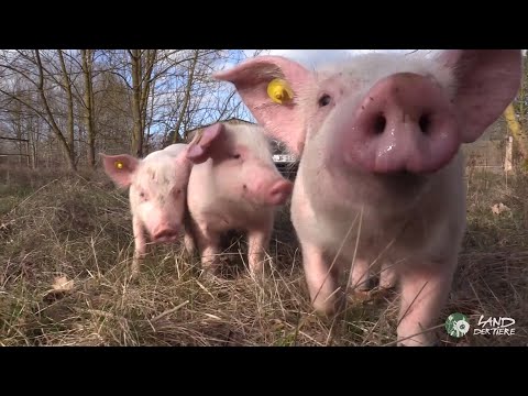 Die Rettung von Felix, Helge &amp; Knut