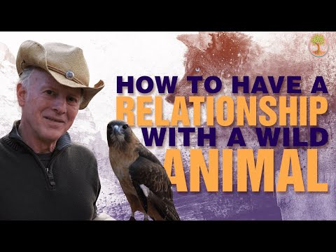 How To Have A Relationship With A Wild Animal | Steve Karlin