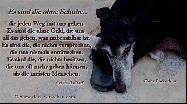 Es sind die ohne Schuhe... Tierkommunikation und Energetik