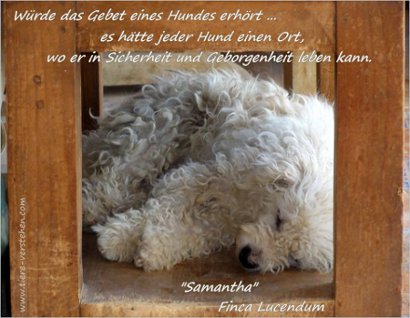 Wurde Das Gebet Eines Hundes Erhort Tiere Verstehen Com Tierkommunikation Tierpsychologie Energetik