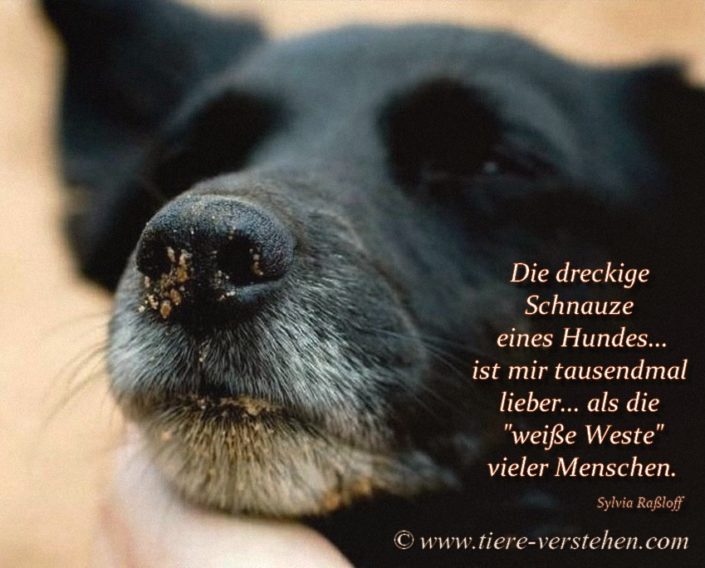 Die dreckige Schnauze eines Hundes…