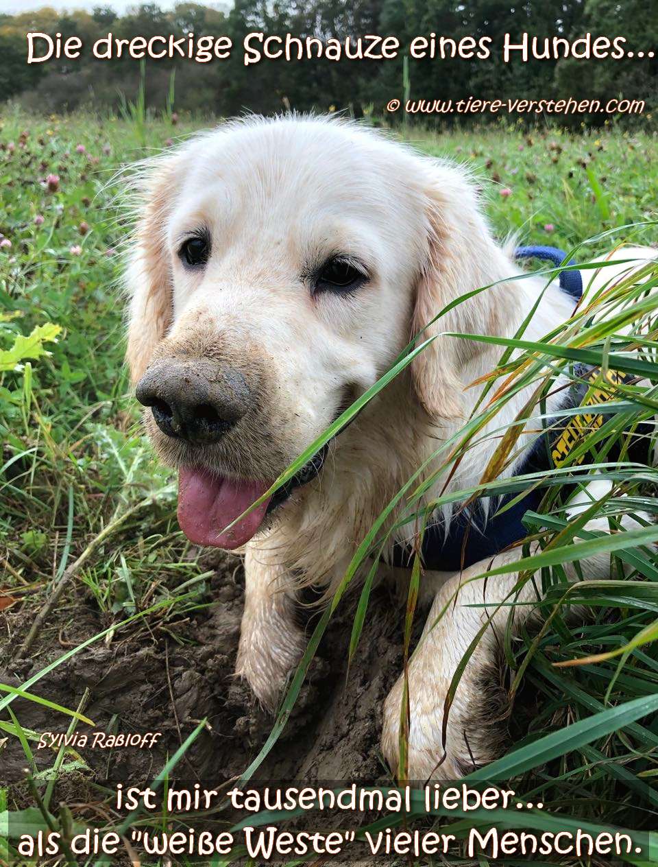 Die dreckige Schnauze eines Hundes…