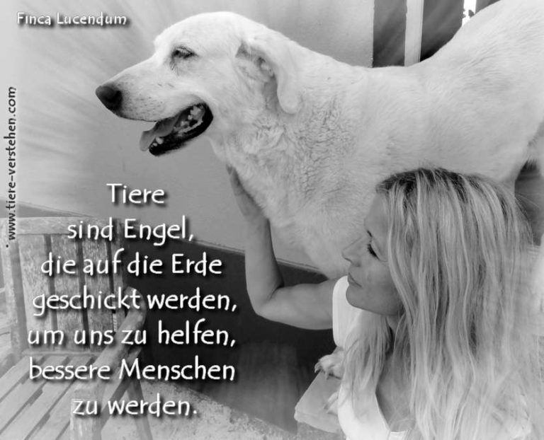 Die Liebe der Tiere hat etwas Magisches… – TiereVerstehen.com