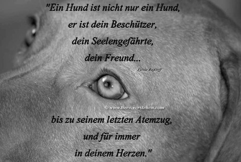 Ein Hund ist nicht nur ein Hund