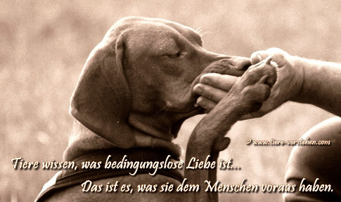 Tiere wissen was bedingungslose Liebe ist