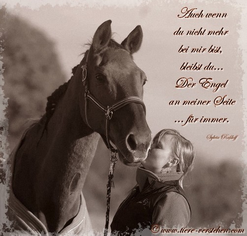 Ich Vermisse Mein Pferd