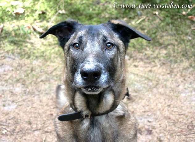 “Schau, wie der Hund zieht…“ sagen sie…