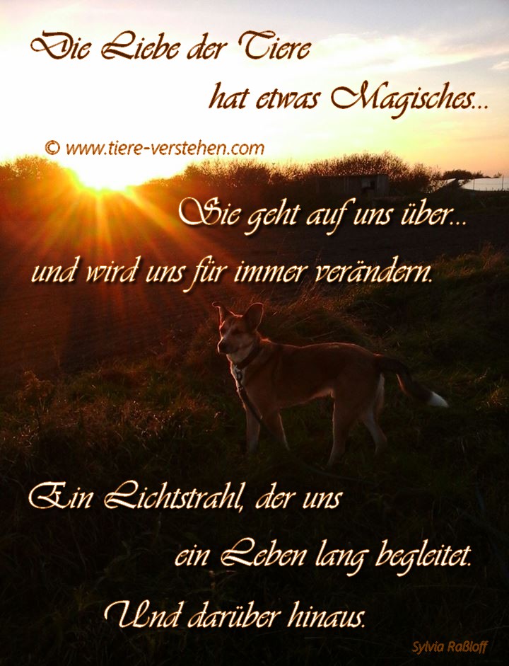 Die Liebe der Tiere hat etwas Magisches… – TiereVerstehen.com