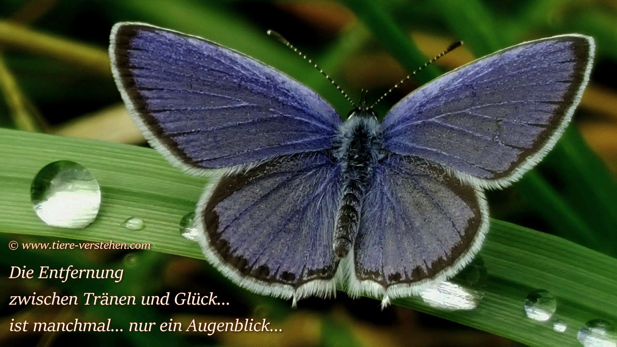 Manchmal liegt Freud und Leid so nah beieinander... Tierkommunikation