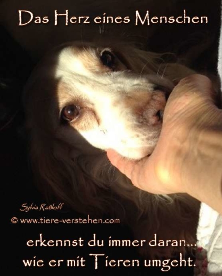 Das Herz eines Menschen erkennst du immer daran, wie er mit Tieren