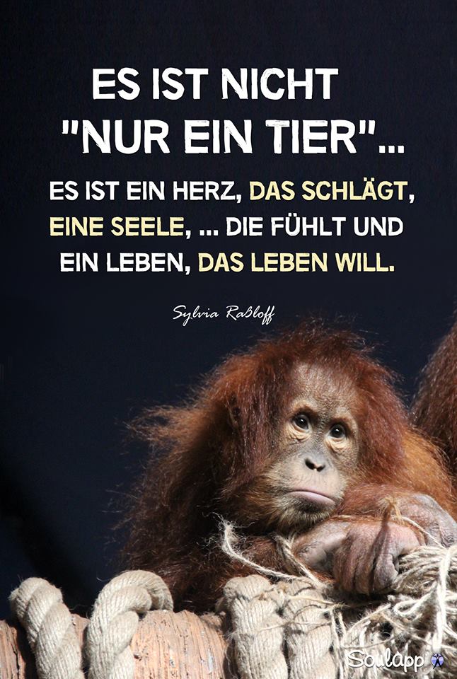 Es ist nicht nur ein Tier... Tierkommunikation und Energetik