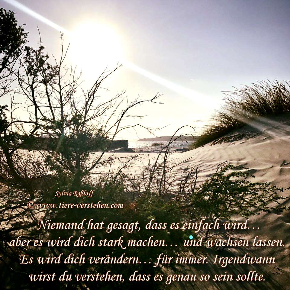 Niemand hat gesagt dass es einfach wird sprüche