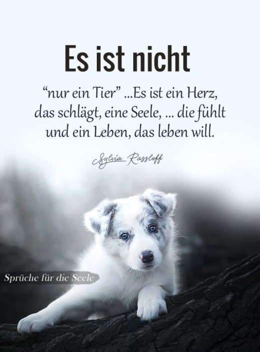 Es ist nicht "nur ein Tier"... Tierkommunikation und Energetik