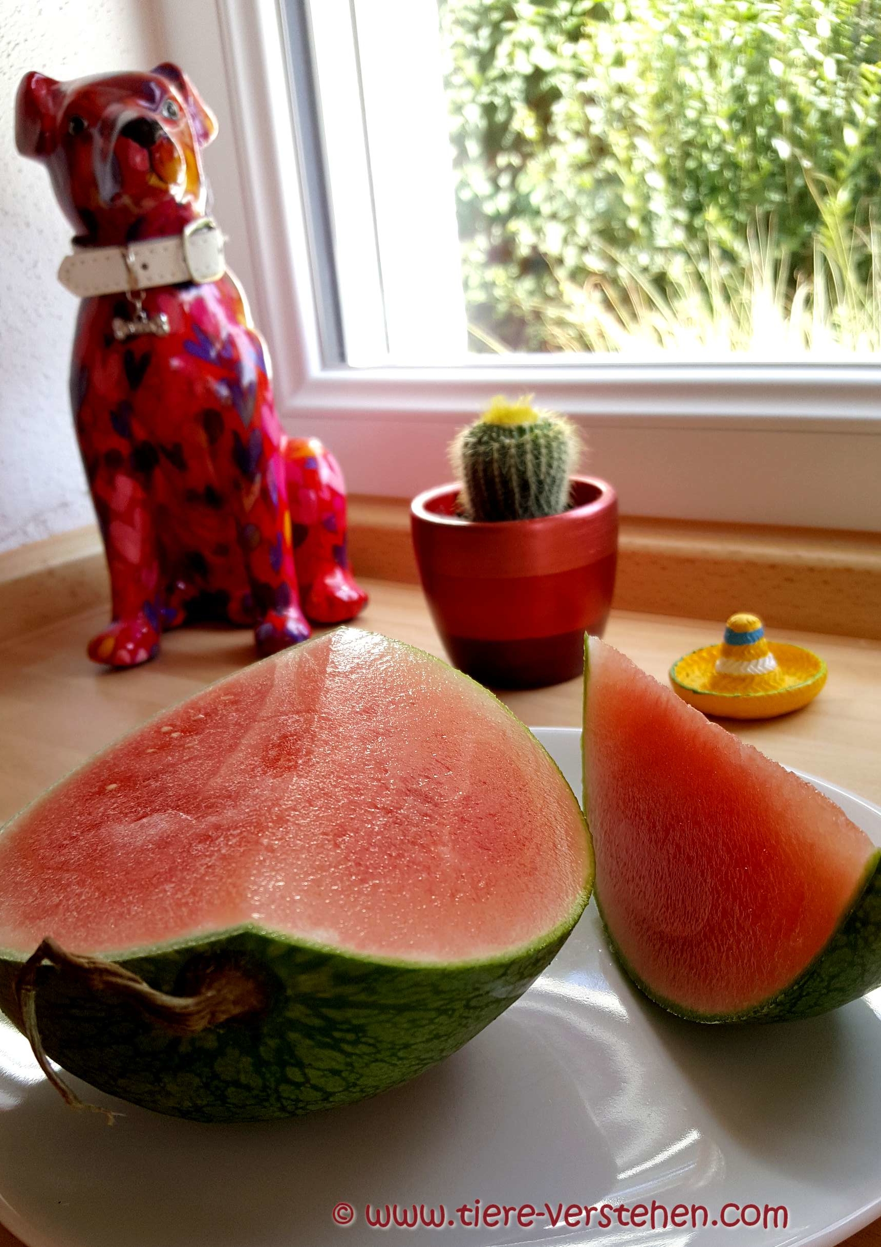 Melonen... Tierkommunikation und Energetik