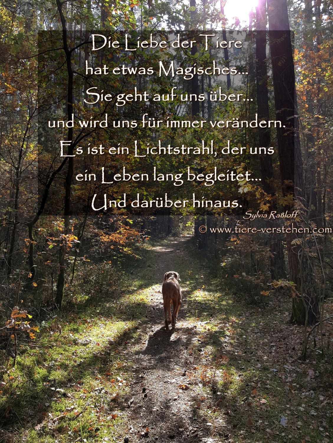 Die Liebe der Tiere… – TiereVerstehen.com – Tierkommunikation