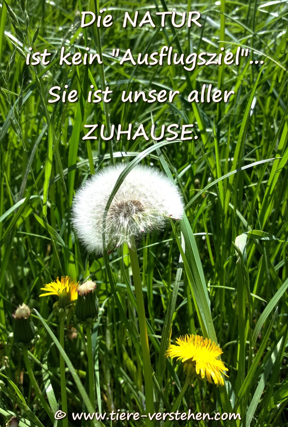 Die Natur ist unser Zuhause... Tierkommunikation und Energetik