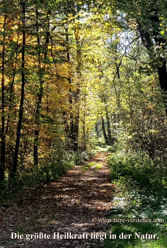 Die Natur heilt… Tierkommunikation