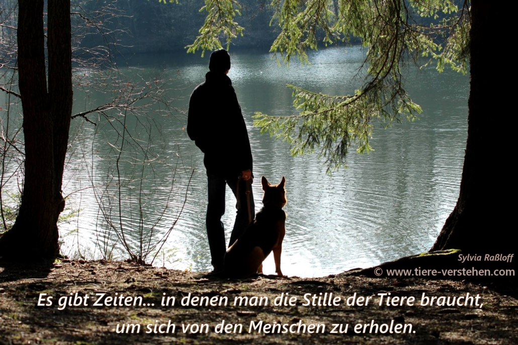 Es gibt Zeiten, in denen man die Stille der Tiere braucht… Tiere