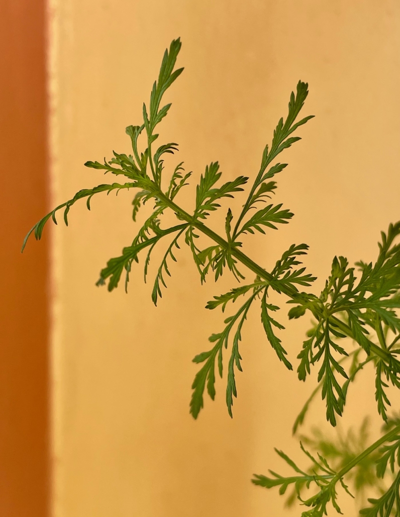 Artemisia annua... Tierkommunikation und Energetik